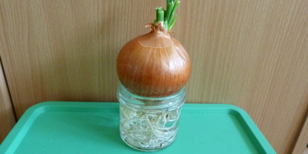 Как вырастить лук на подоконнике: Луковица через 2–3 недели после посадки