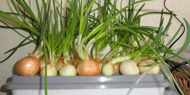 Как вырастить лук на подоконнике: Лук в гидропонной установке